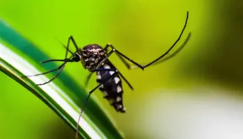 OMS diz que quase 4 bilhões de pessoas correm risco de infecção pelo aedes 