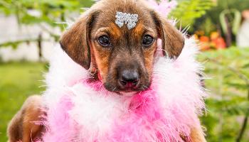 Prefeitura de Maringá suspende a feira de adoção de animais temporariamente 