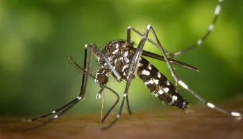 Mais 215 casos de dengue são confirmados na Regional de Saúde de Maringá 