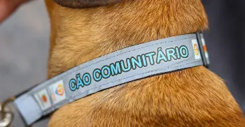 Cães e gatos comunitários de Maringá terão coleira reflexiva e atendimento veterinário gratuito 