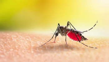 10 dias de vida, até 1.500 ovos e mais: confira algumas curiosidades sobre o Aedes aegypti 