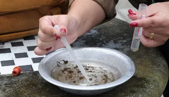 Mais de 10 mil casos de dengue foram confirmados no Paraná na última semana, informa boletim 