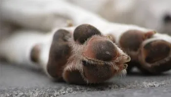 Veja como solicitar o serviço de coleta de animais mortos em Maringá Veja como solicitar o serviço de coleta de animais mortos em Maringá