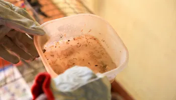 Mutirão de combate ao mosquito da dengue é realizado neste sábado (4) na Zona 7 de Maringá 