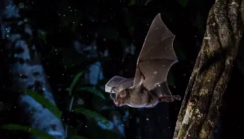 Noite dos Morcegos em Maringá tem inscrições esgotadas em apenas uma hora 