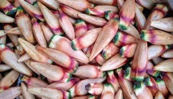 Homem é multado pela Polícia Ambiental do Paraná por venda de pinhão ‘verde’ 