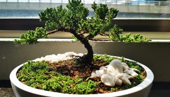 Exposição de bonsai em Maringá celebra os 114 anos da Imigração Japonesa 