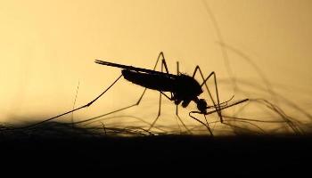 Repelente inovador contra Aedes aegypti é desenvolvido por cientistas da UFPR 