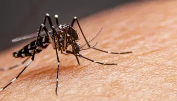 Boletim da dengue confirma mais 239 casos no Paraná 