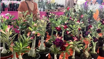 Expoflor 2024 começa em Maringá nesta quinta (29), com plantas a partir de R$ 3 