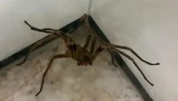 Picadas de aranha são segunda maior causa de envenenamento no Brasil 