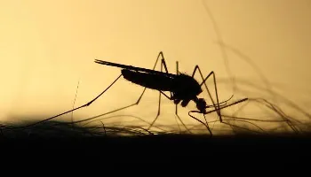 Paraná confirma 605 casos de dengue em uma semana 