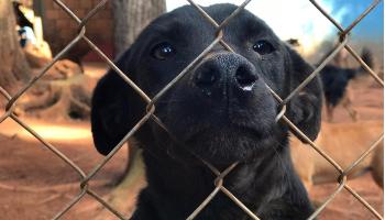 Entidades responsáveis por proteção animal recebem 6 toneladas de ração 