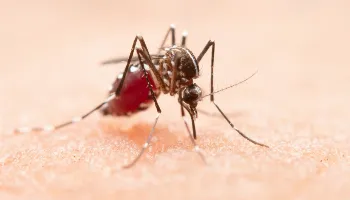 15ª Regional de Saúde registra mais 548 casos de dengue em boletim semanal da Sesa 