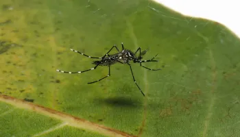 Boletim da Sesa confirma mais 262 casos de dengue no Paraná 