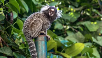 Para evitar superpopulação, saguis são esterilizados em Maringá 