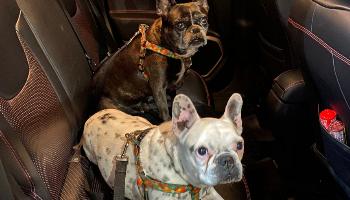 Detran orienta sobre forma correta de transportar animais 