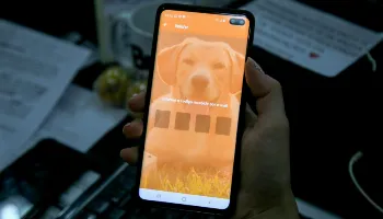 Aplicativo Petis terá funcionalidade de adoção e doação online de animais 