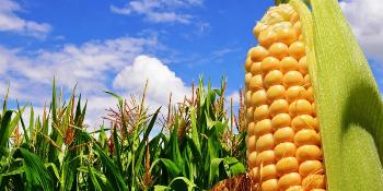 Estudantes japoneses pesquisam agricultura na região de Maringá 