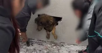 Cadela comunitária é resgatada de dentro de parede concretada após 10 dias desaparecida 