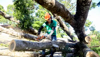 Três semanas após estragos do vendaval, equipes da prefeitura seguem recolhendo restos de árvores 