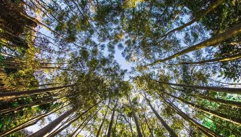 Cidade Verde: conheça 5 parques para visitar em Maringá Cidade Verde: conheça 5 parques para visitar em Maringá
