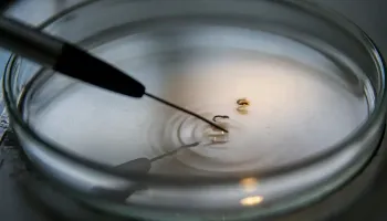 Brasil supera 1 mil mortes causadas por dengue 