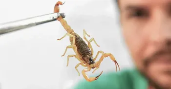 Picada de escorpião pode ser muito mais grave em crianças, alerta especialista 
