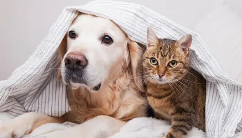 Dicas para preparar e proteger os animais contra barulho dos fogos de artifício 