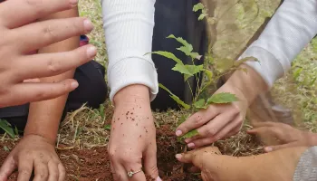 Startup de Maringá cria plataforma para compensar pegada de carbono Startup de Maringá cria plataforma para compensar pegada de carbono