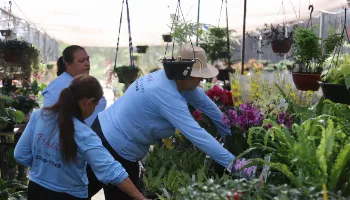 Com plantas a partir de R$ 2, ‘Festa das Flores’ começa nesta sexta (3) 
