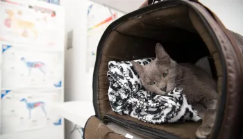 Como identificar, tratar e prevenir transtornos emocionais em cães e gatos 