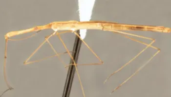 Nova espécie de inseto que caminha sobre a água é descoberto no Paraná 