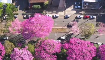Inverno marca florada dos ipês de Maringá 