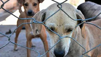 Projeto de lei prevê aumento de 100% na multa por maus tratos contra animais em Maringá 