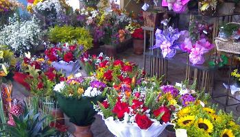 Ótima opção para Dia das Mães, a variação de preços das flores chega a 275%  entre floriculturas. 