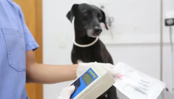 Secretaria de Proteção e Bem-Estar Animal vai implantar 4 mil microchips em pets de Maringá 