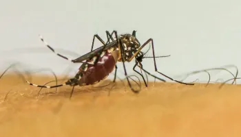Brasil lidera ranking de países com mais notificações de casos de dengue 