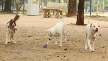 SinPatinhas: saiba como fazer o RG para cães e gatos 