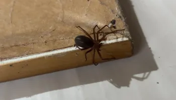 Secretaria de Saúde alerta para cuidados com aranhas no verão 