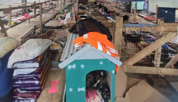 Hospital veterinário de campanha já atendeu mais de mil animais em Canoas, no RS