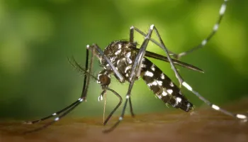 Boletim epidemiológico da Sesa confirma mais 19 casos de dengue em Maringá 