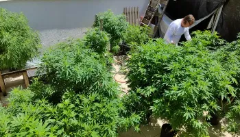 Mais de 670 mil pacientes brasileiros se tratam com cannabis 