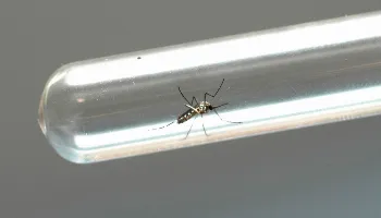 Em uma semana, número de casos de chikungunya no Paraná aumentou 92,9% 