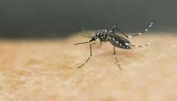 Altas temperaturas com pancadas de chuva acende alerta sobre dengue 