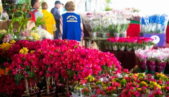 Expoflor 2023 tem início nesta quinta-feira (31) com venda de plantas a partir de R$ 5 