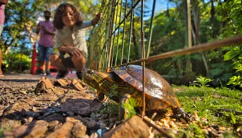 Parque do Ingá ficará aberto nos dias 20 e 21 de fevereiro; veja o horário de funcionamento 