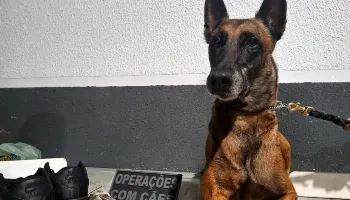 Cão farejador encontra droga avaliada em R$ 120 mil em banheiro do Terminal Rodoviário de Maringá 