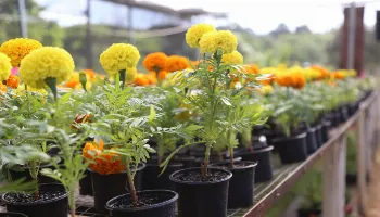 Festa das Flores começa nesta quinta (7), com plantas a partir de R$ 2