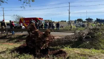 Homem morre após árvore cair em cima de carro na PR-317, em Maringá 
